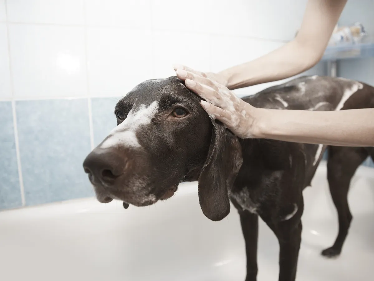 Banyoda köpeğin başına köpük sürülen iki el