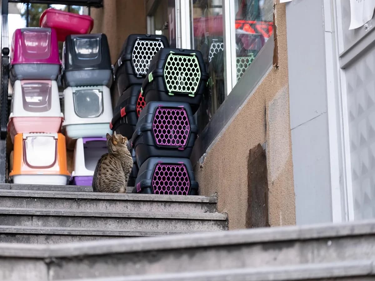 Mağaza girişinde dizili kedi kumu kapları ve taşıma kafesleri
