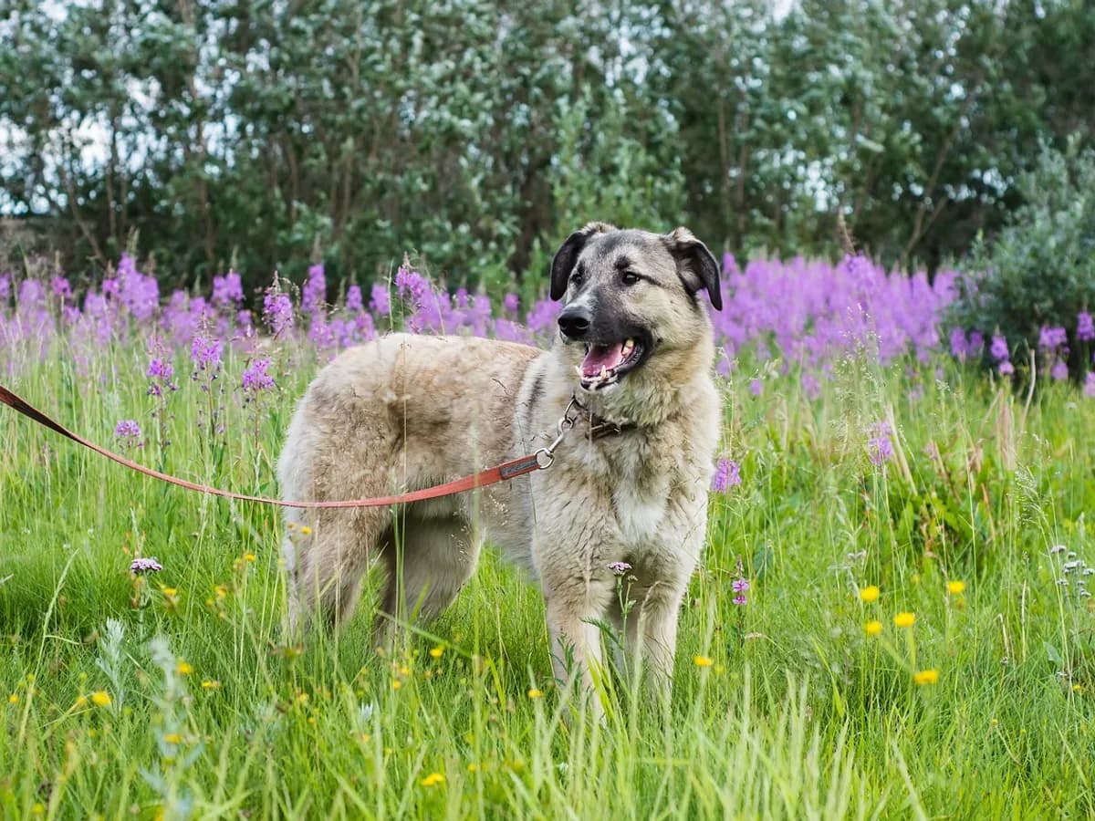 Çiçekli çayırda tasmalı, yürüyüşe çıkmış tüylü köpek