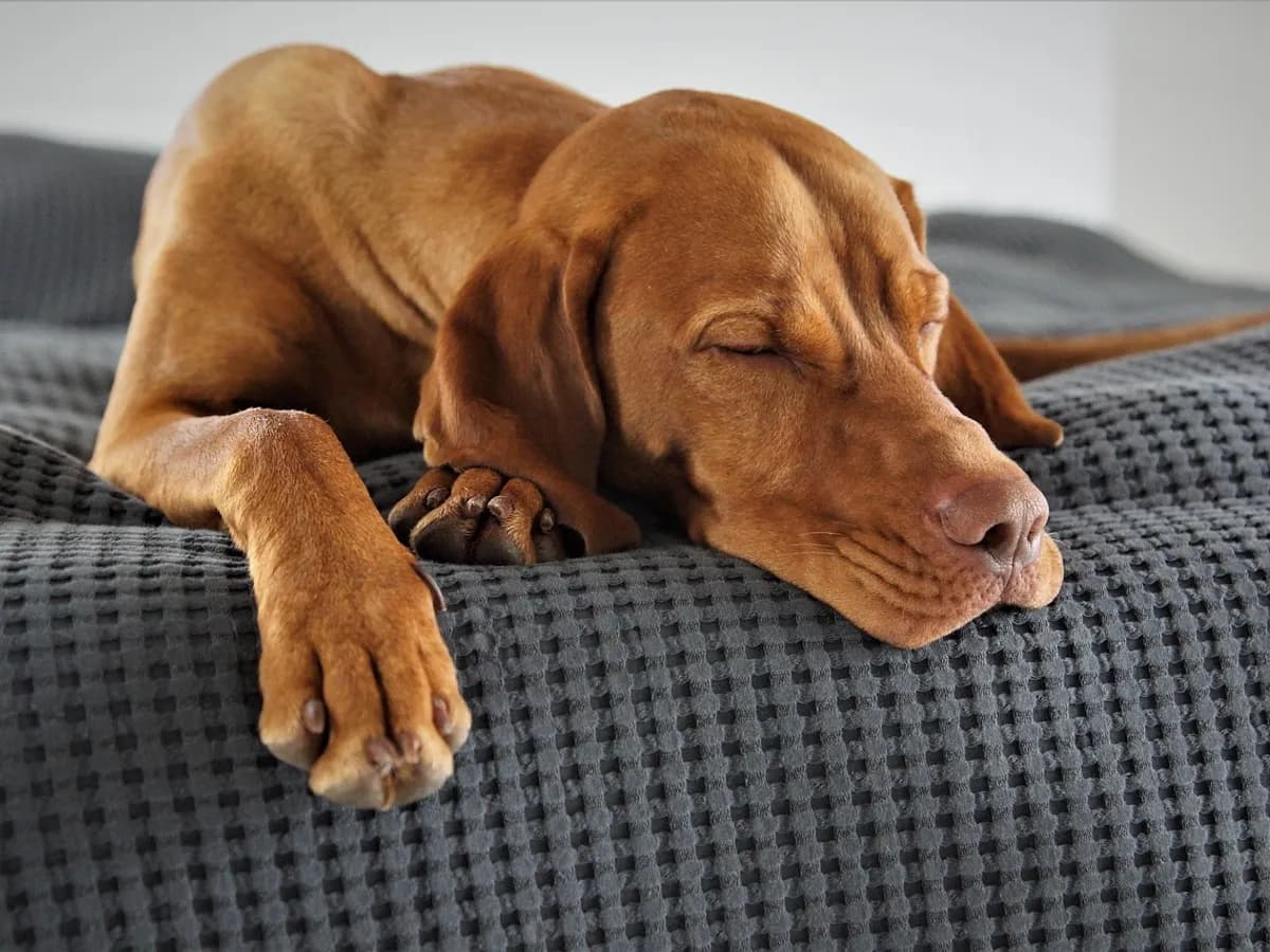 Gri örtülü yatakta uyuyan kahverengi av köpeği