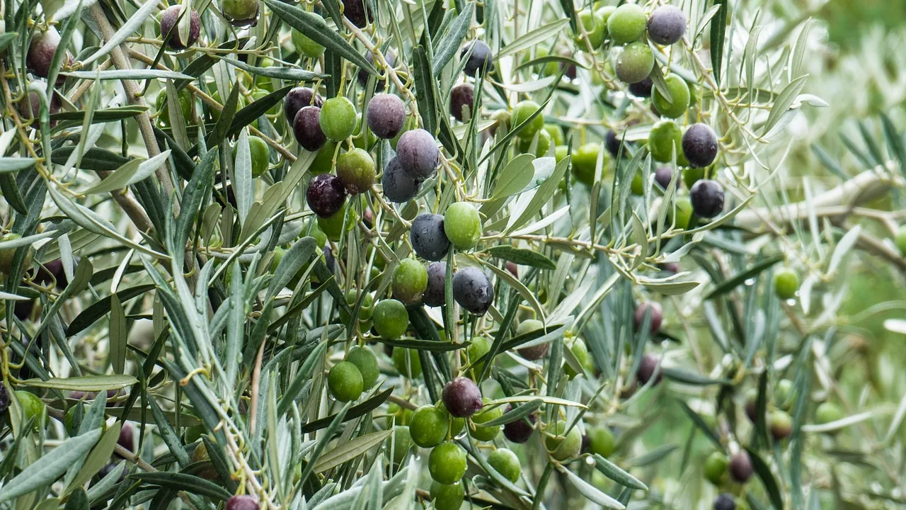 Dalında olgunlaşan yeşil ve mor zeytin taneleri, gümüşi yapraklar arasında yakın çekim