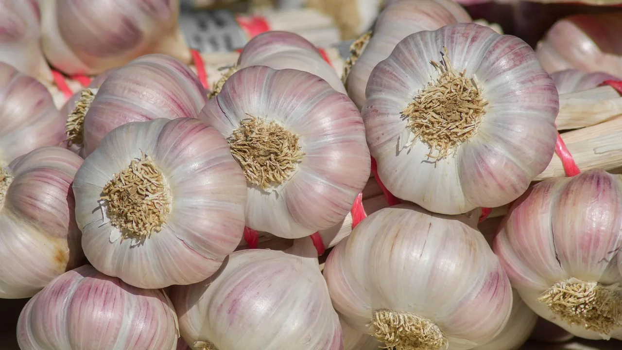 Kırmızı iple bağlanmış, pembe çizgili beyaz sarımsak başları yan yana dizili, yakın çekim