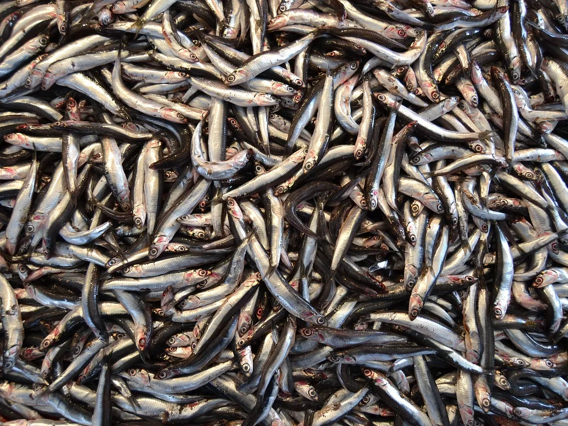 Yığın halinde gümüşi parlak gövdeli, ince taze hamsiler yakın planda
