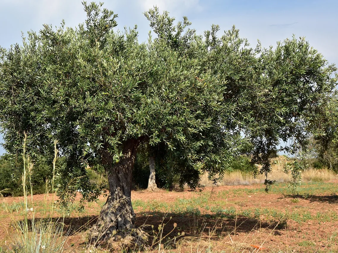 Kırmızı topraklı zeytinlikte güneşli bir günde gölgesini toprağa düşüren yaşlı zeytin ağacı